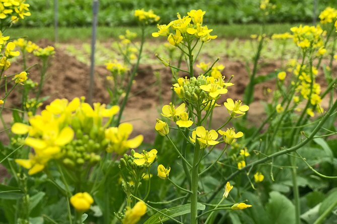 Gardening at Tra Que Vegetable Village and cooking class - Lunch, Drinks, and What’s Actually Included