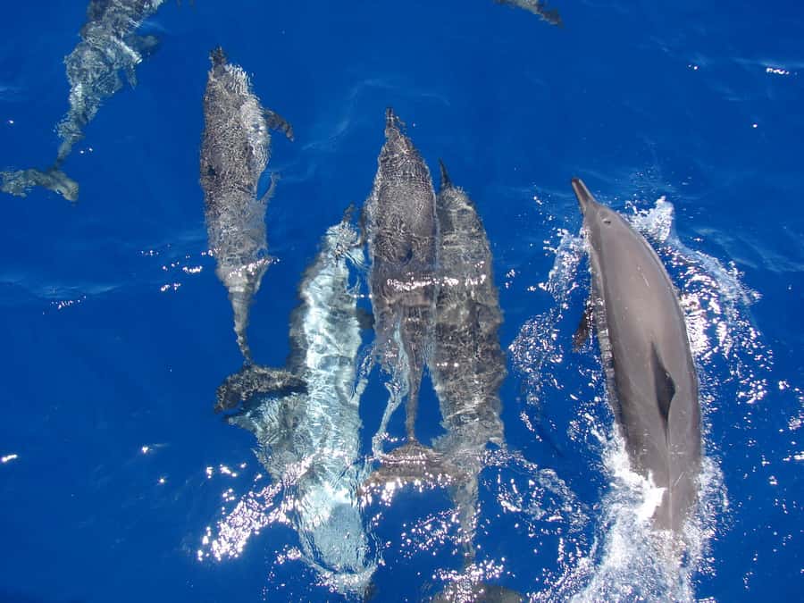 Hurghada: All-Inclusive Elite VIP Dolphin House & Massage - Key highlights you’ll care about