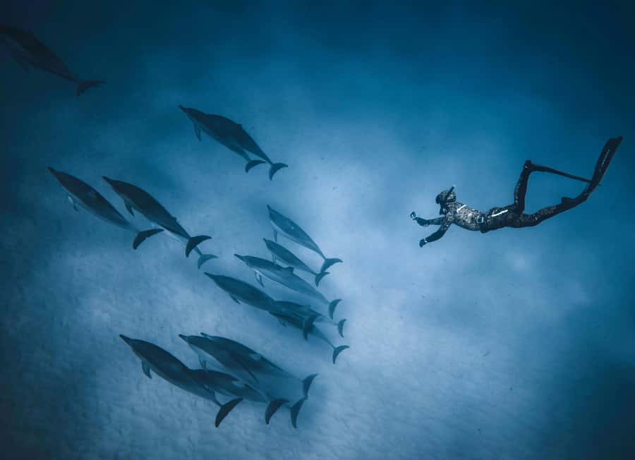 Hurghada: All-Inclusive Elite VIP Dolphin House & Massage - Who should book this trip (and who might skip it)