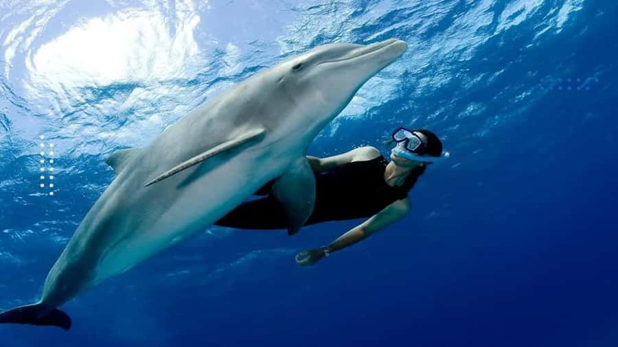 Hurghada: All-Inclusive Elite VIP Dolphin House & Massage - From hotel pickup to oriental breakfast on a yacht
