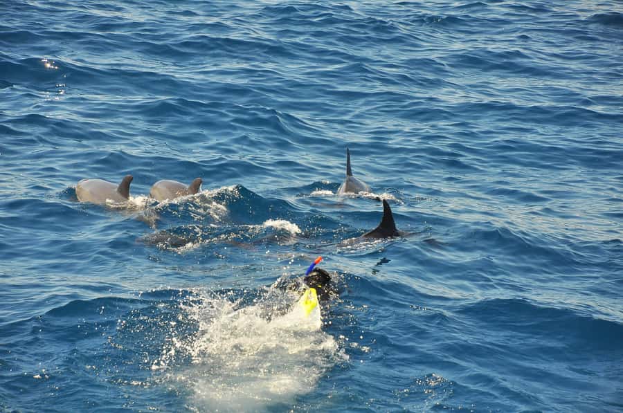 Hurghada: All-Inclusive Elite VIP Dolphin House & Massage - Back massage on deck: the best kind of tired