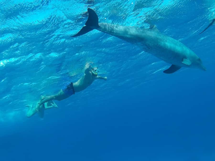 Hurghada: All-Inclusive Elite VIP Dolphin House & Massage - Price and value: why $45 can make sense here