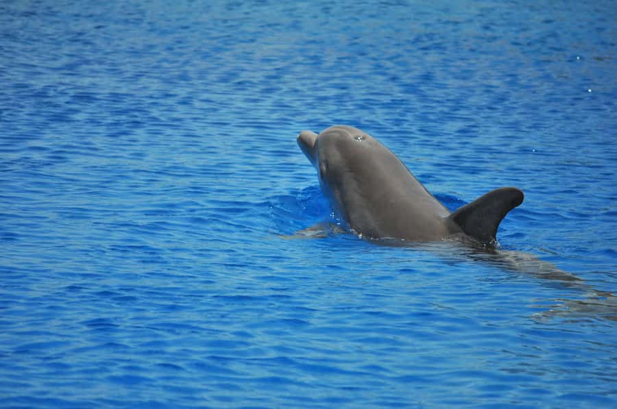 Hurghada: All-Inclusive Elite VIP Dolphin House & Massage - Dolphin House: watching wild dolphins (and swimming depends on conditions)
