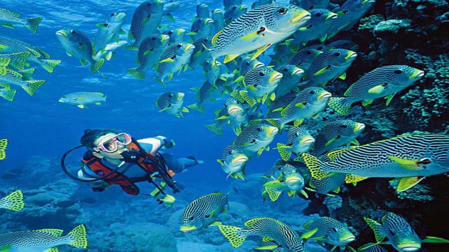 Hurghada:Luxury Diving & Snorkeling inc/Island/Lunch/Massage - Luxury Yacht Day in Hurghada: how the Red Sea schedule really plays out