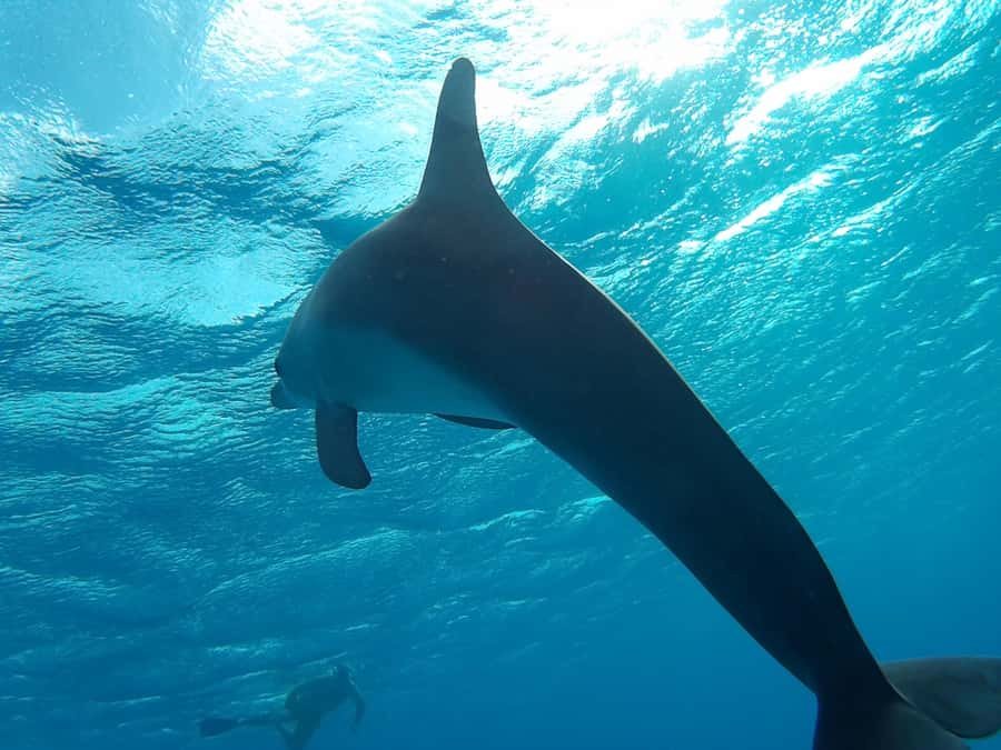 Hurghada: Luxury Orange Bay w/Snorkeling, Massage and Diving - Banana boat and the best kind of downtime