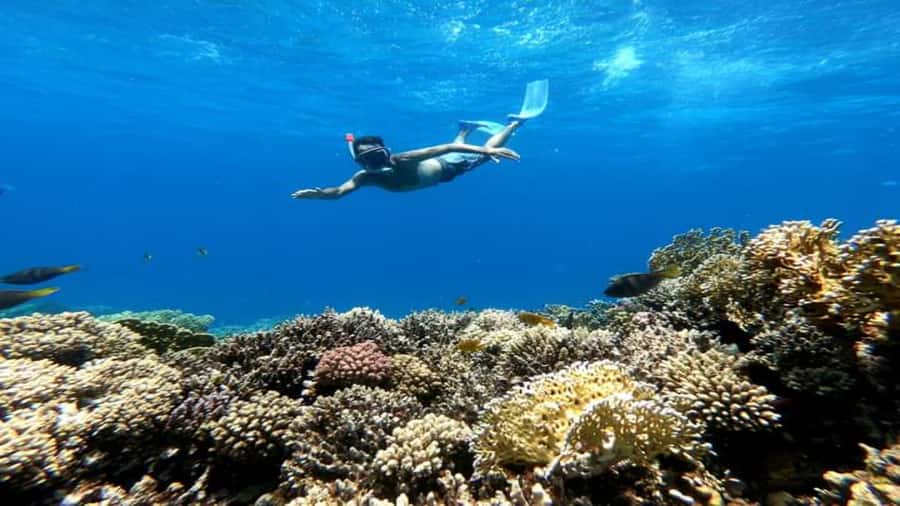 Hurghada: Snorkeling 6 x 1 to Orange Bay w Diving & Massage - Giftun Island Snorkeling: Your First Real Look at Red Sea Life