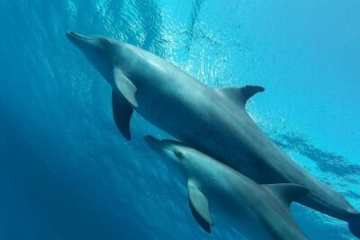 Luxury Cruise inc. Snorkeling/Massage/Island/water sport & Lunch - Giftun Islands National Park and Orange Bay: The Island Stop That Sets the Mood