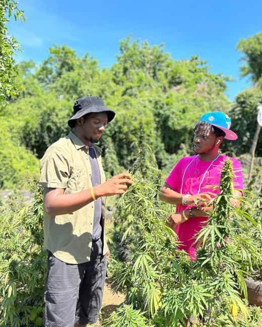 Montego Bay: Cannabis Farm, Bamboo Rafting, & Foot Massage - The Overall Timing: How to Fit 3–4 Hours Into Your Day