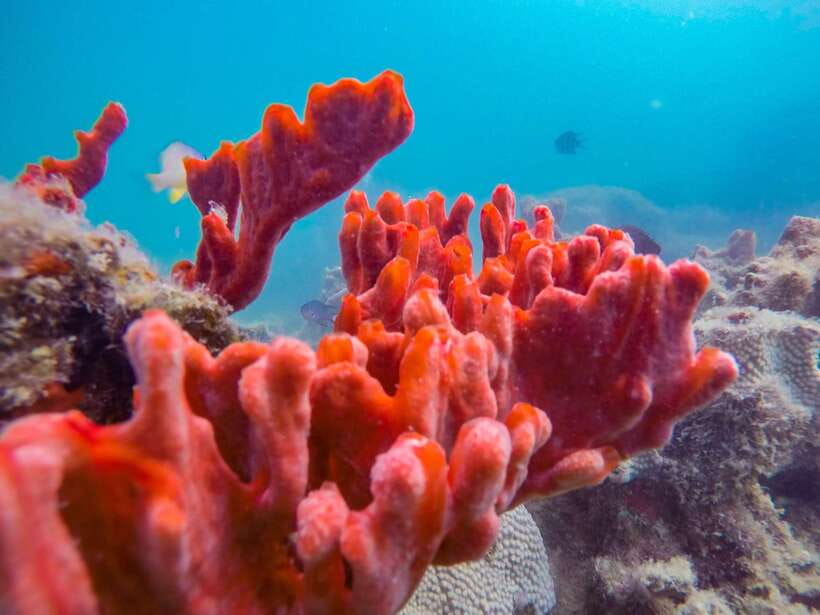 Puerto Princesa: Honda Bay Island Hopping & Optional Massage - Should you book this Honda Bay island-hopping tour?